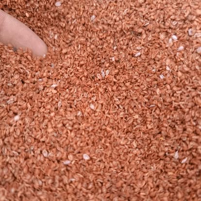 Dairy Farm Record Keeping: Doodh, Feed Aur Kharch Ka Asan Nizam